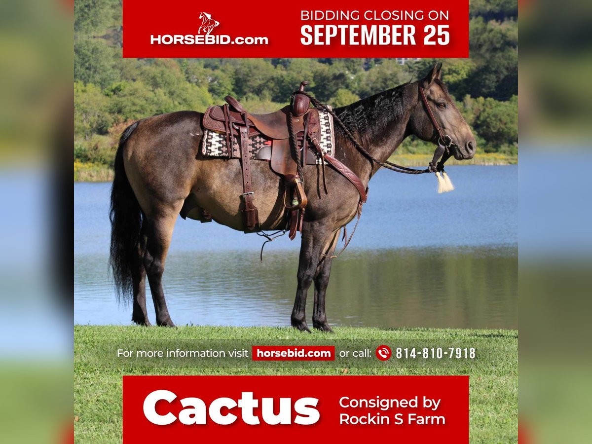 American Quarter Horse Castrone 9 Anni 150 cm Pelle di daino in Rebersburg, PA