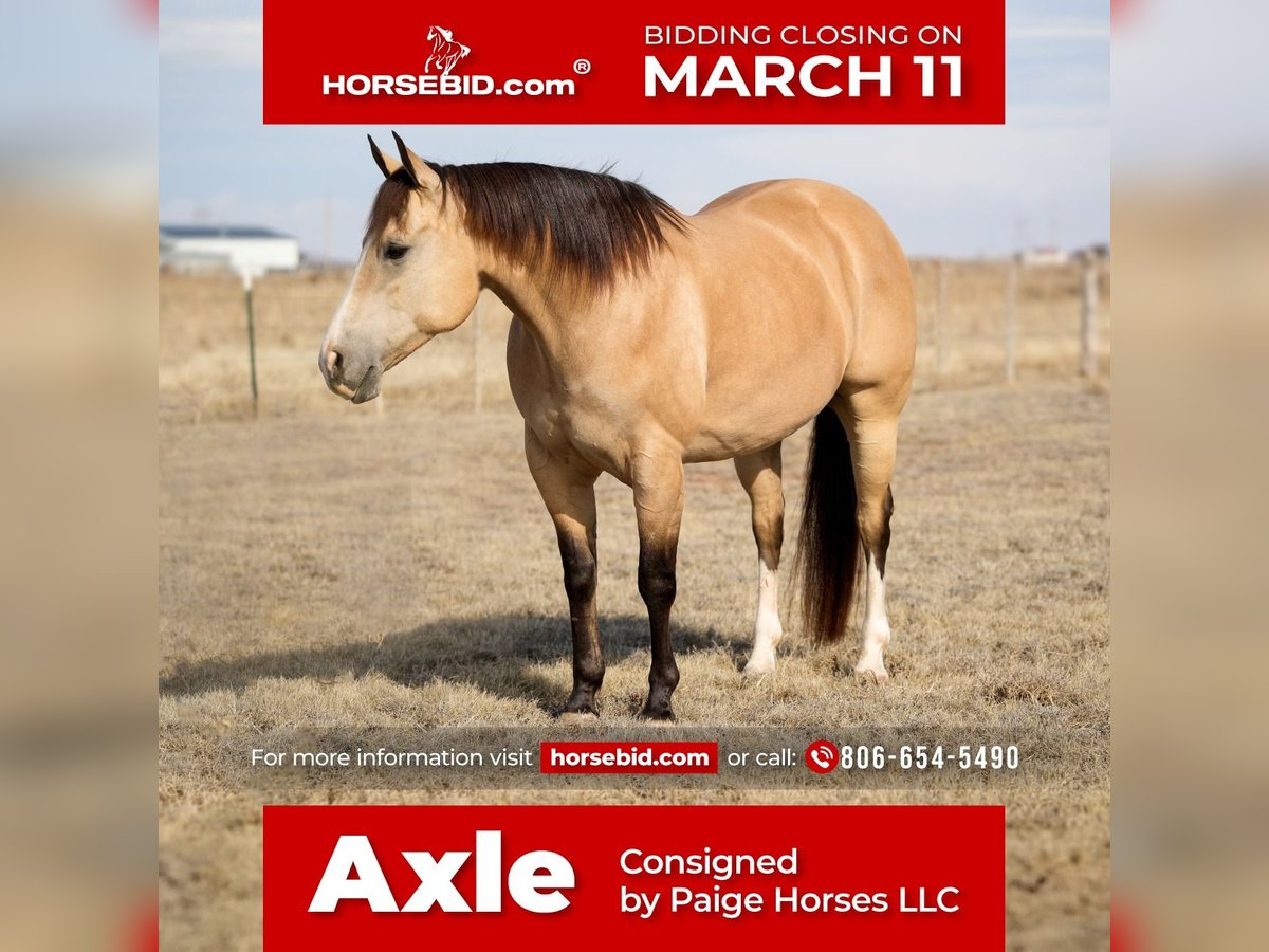 American Quarter Horse Castrone 9 Anni 150 cm Pelle di daino in Amarillo, TX