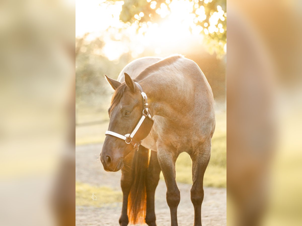 American Quarter Horse Castrone 9 Anni 150 cm Roano blu in Burscheid