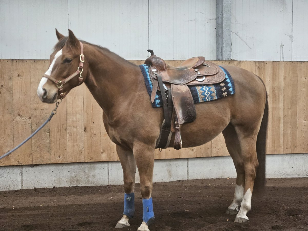 American Quarter Horse Castrone 9 Anni 150 cm Sauro in Nistelrode