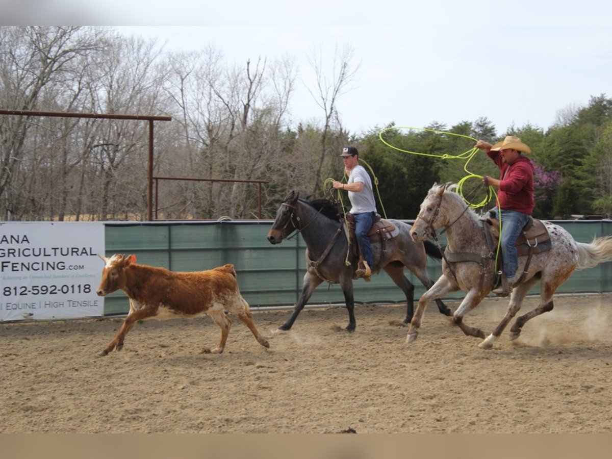 American Quarter Horse Castrone 9 Anni 152 cm Baio ciliegia in Mount Vernon KY