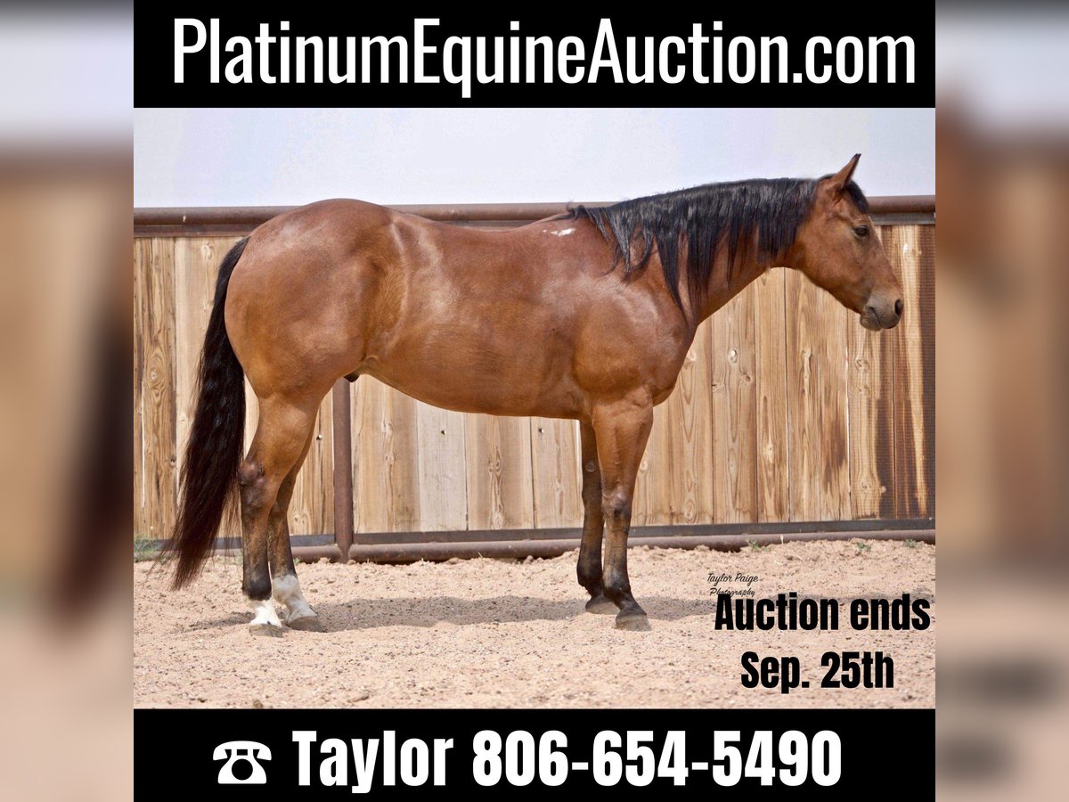 American Quarter Horse Castrone 9 Anni 152 cm Baio ciliegia in aMARILLO tx