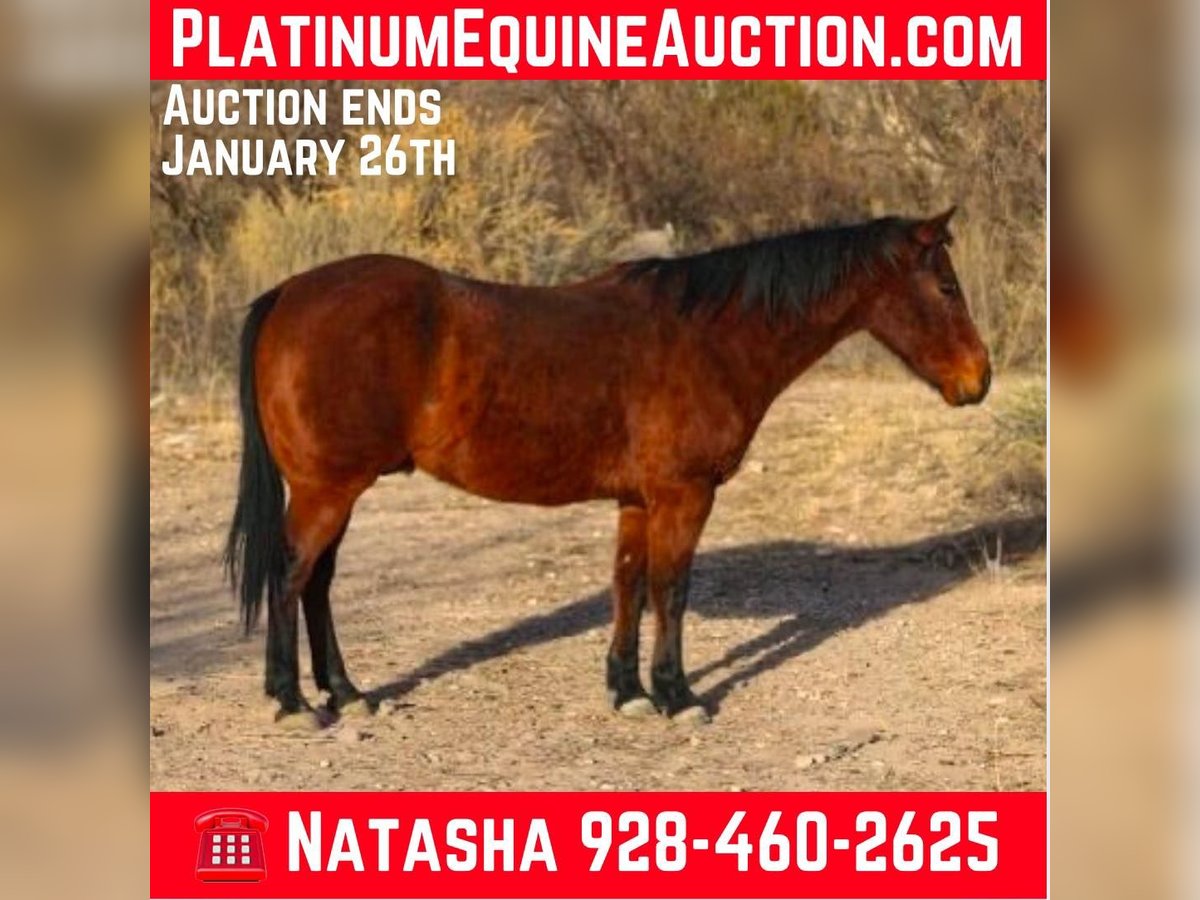 American Quarter Horse Castrone 9 Anni 152 cm Baio ciliegia in CAMP VERDE, AZ