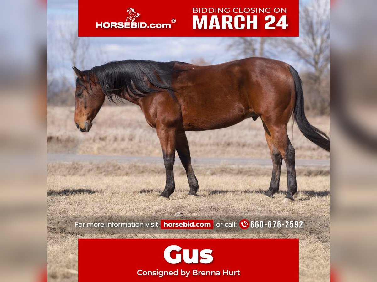 American Quarter Horse Castrone 9 Anni 152 cm Baio ciliegia in Macon, MO