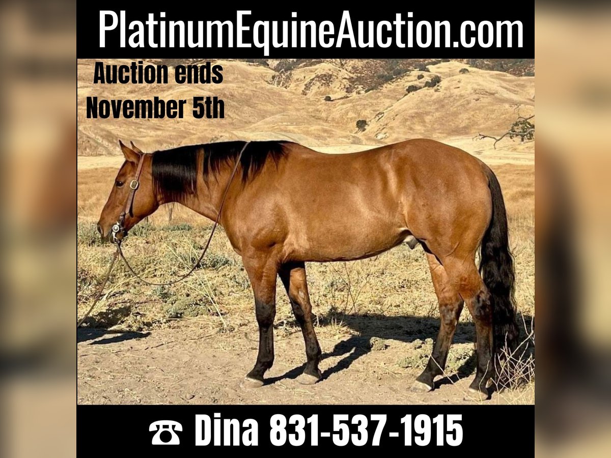 American Quarter Horse Castrone 9 Anni 152 cm Falbo in Paicines CA