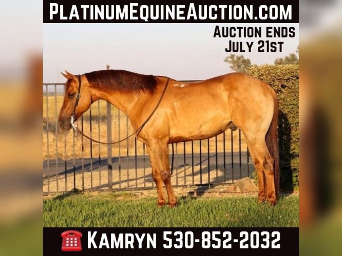 American Quarter Horse Castrone 9 Anni 152 cm Falbo in Pleasant Grove CA