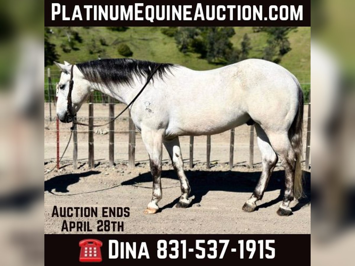 American Quarter Horse Castrone 9 Anni 152 cm Grigio in Paicines CA