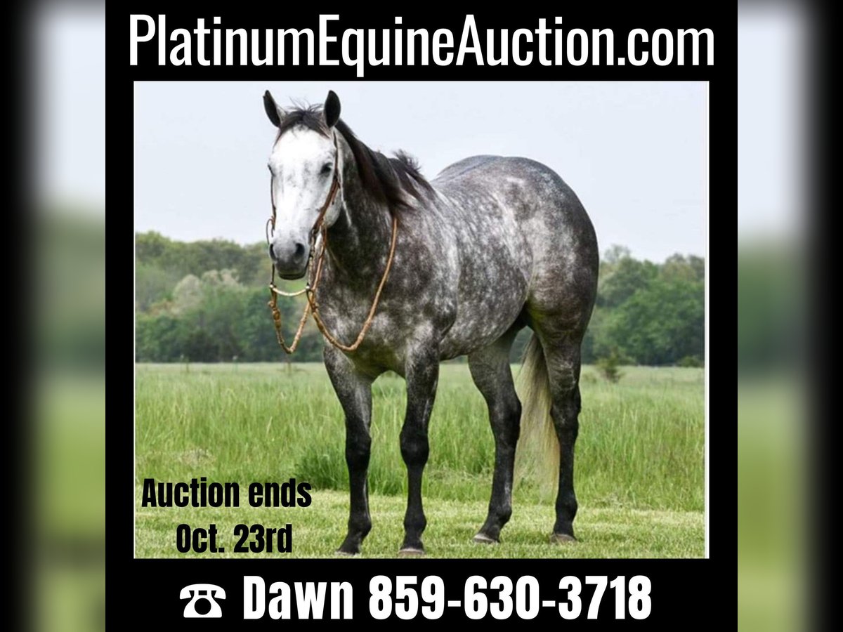 American Quarter Horse Castrone 9 Anni 152 cm Grigio in Winchester, OH