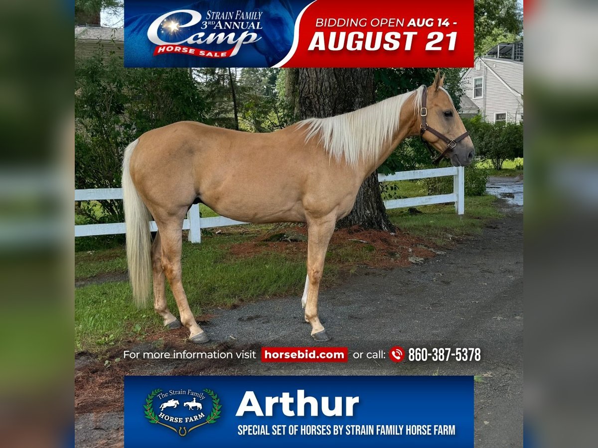 American Quarter Horse Castrone 9 Anni 152 cm Palomino in Granby, CT