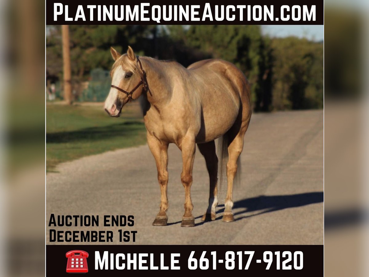American Quarter Horse Castrone 9 Anni 152 cm Palomino in Stephenville TX