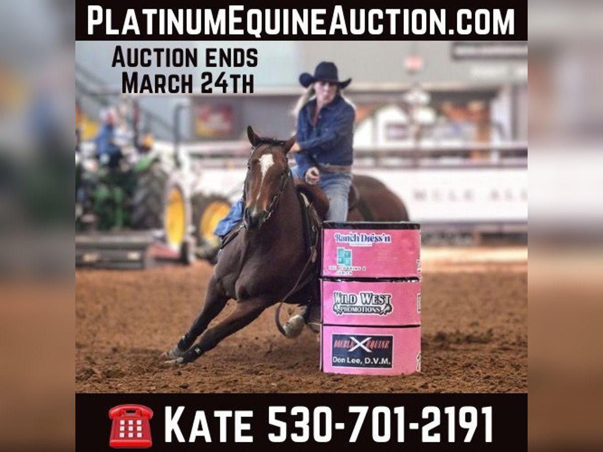 American Quarter Horse Castrone 9 Anni 155 cm Baio ciliegia in Collinsville TX