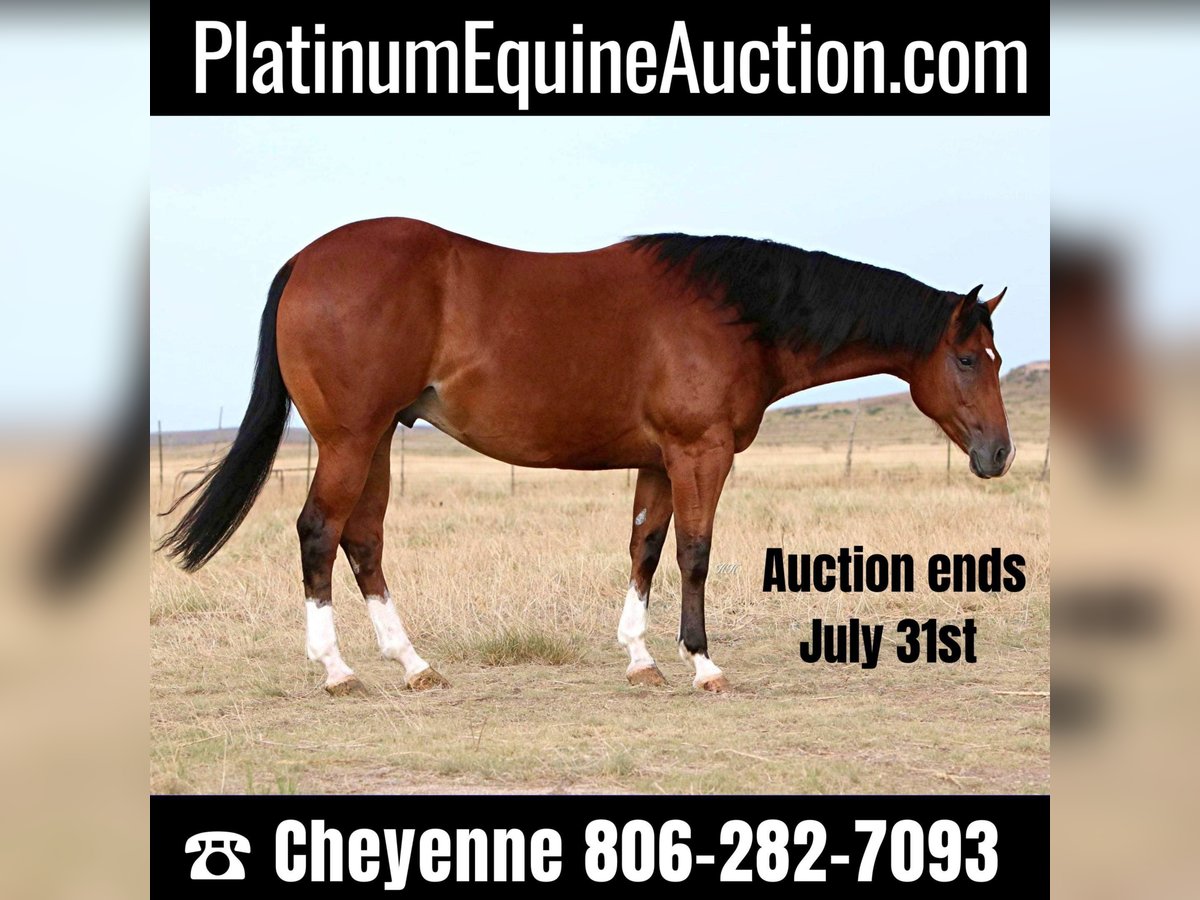 American Quarter Horse Castrone 9 Anni 155 cm Baio ciliegia in Canyon TX