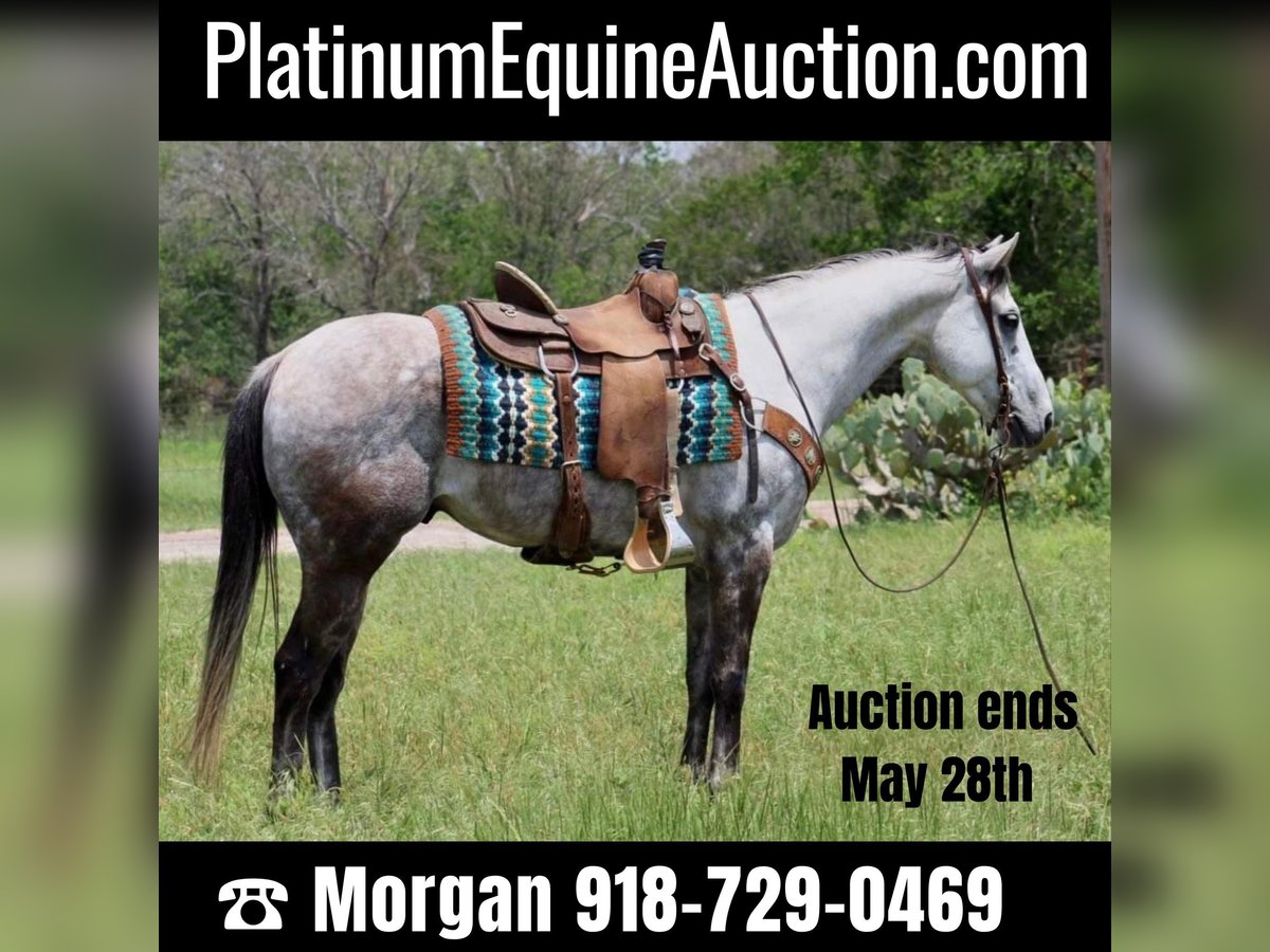 American Quarter Horse Castrone 9 Anni 155 cm Grigio pezzato in Stephenville TX