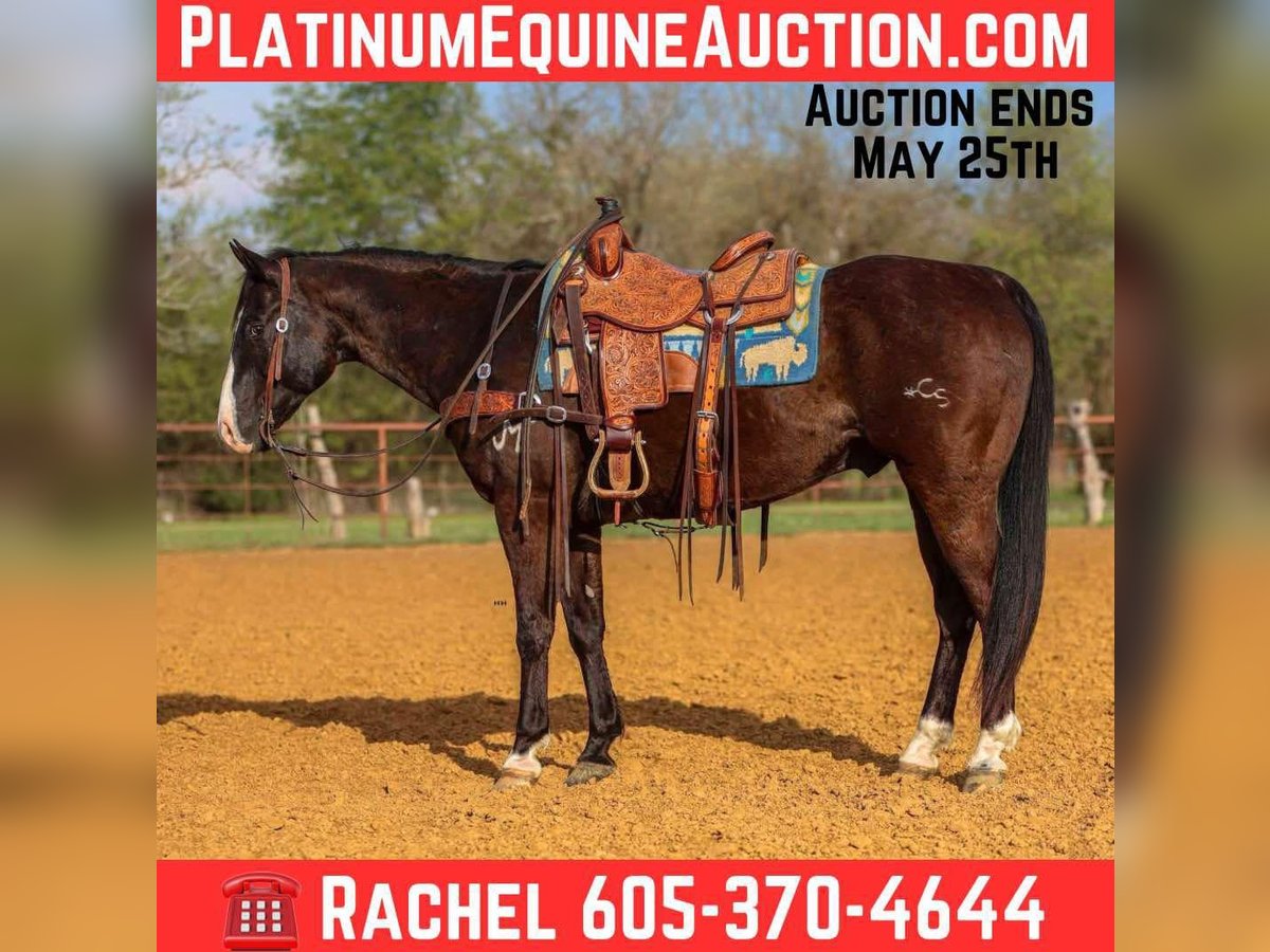 American Quarter Horse Castrone 9 Anni 155 cm Morello in Rusk Tx