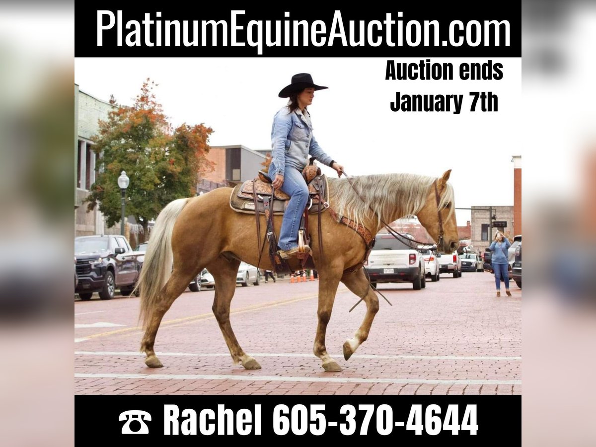 American Quarter Horse Castrone 9 Anni 155 cm Palomino in RUSK TX