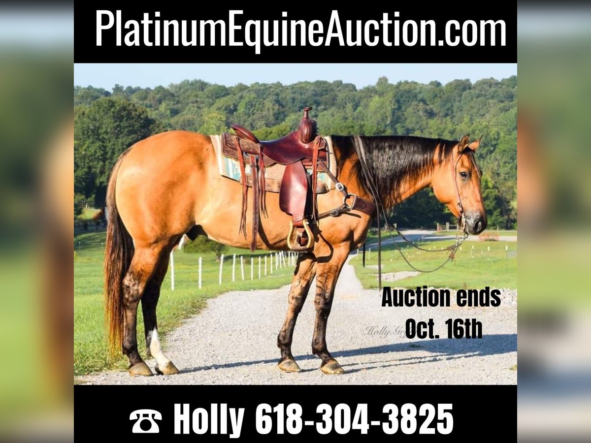 American Quarter Horse Castrone 9 Anni 155 cm Pelle di daino in Greenville, KY