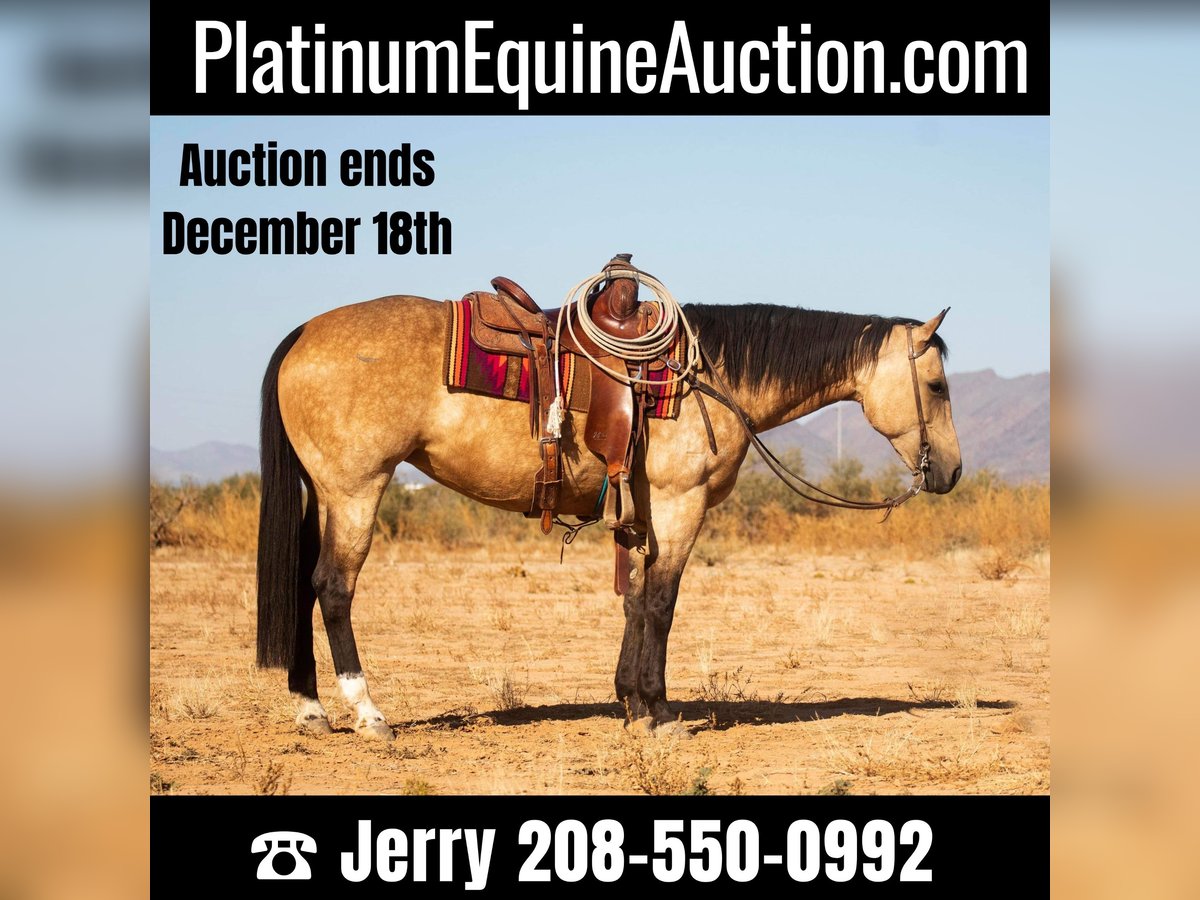 American Quarter Horse Castrone 9 Anni 155 cm Pelle di daino in Wickenburg AZ