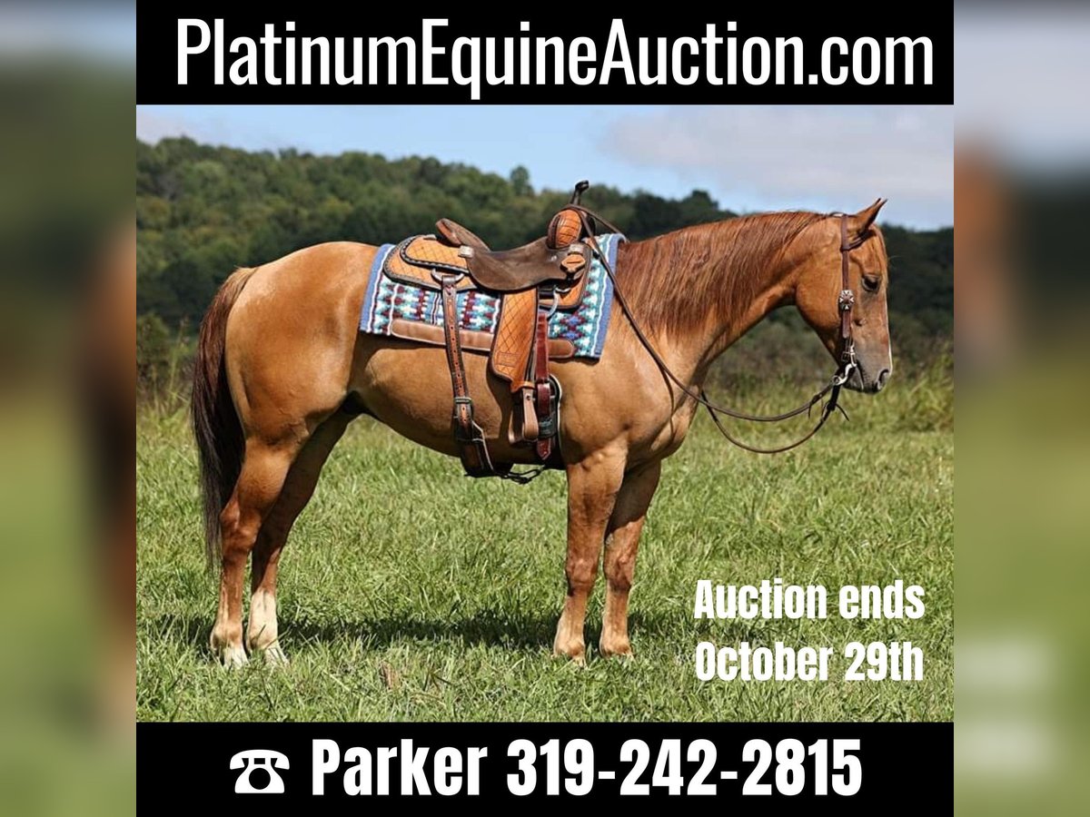 American Quarter Horse Castrone 9 Anni 155 cm Red dun in Somerset, KY