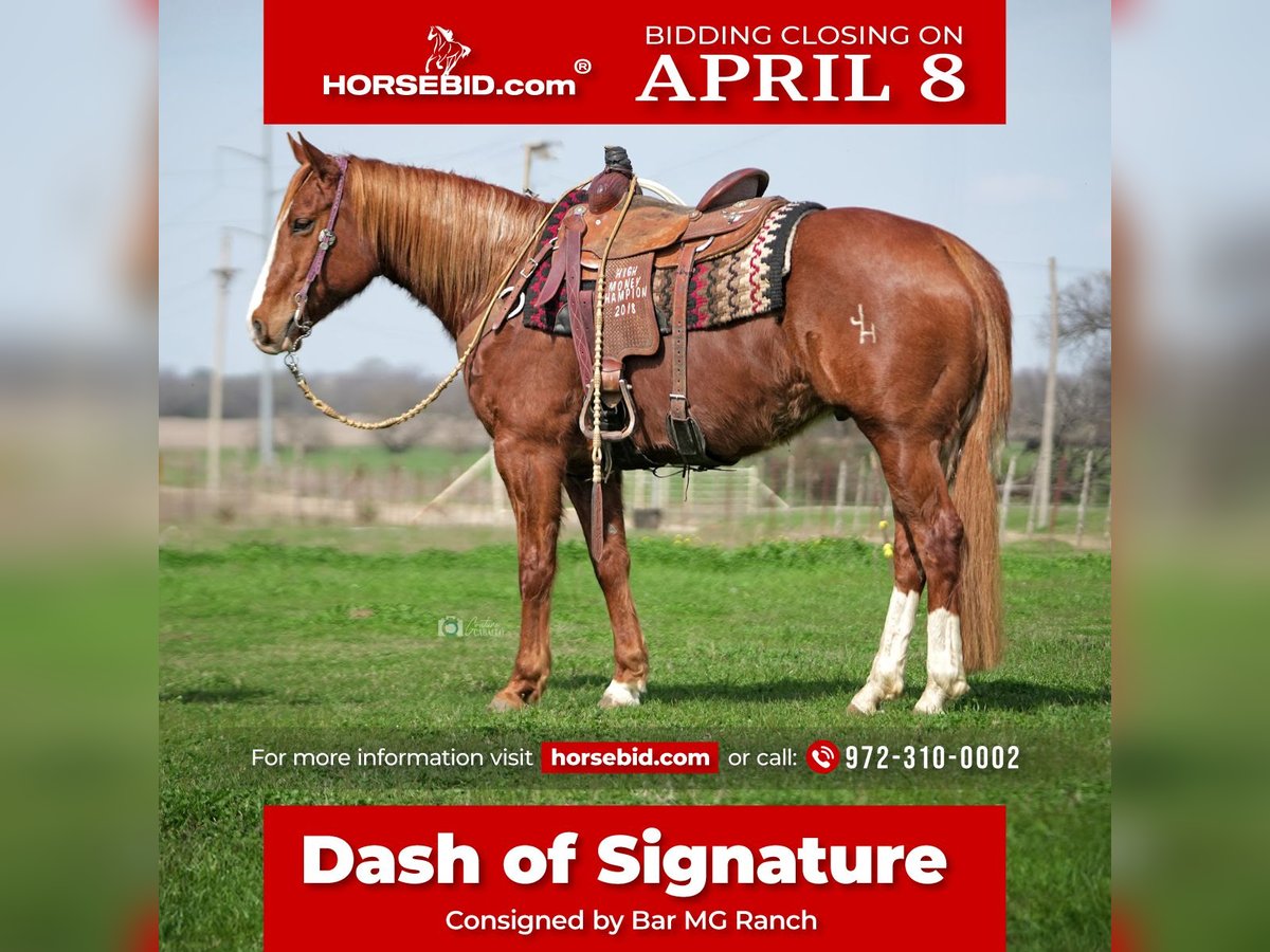 American Quarter Horse Castrone 9 Anni 155 cm Sauro ciliegia in Whitesboro, TX