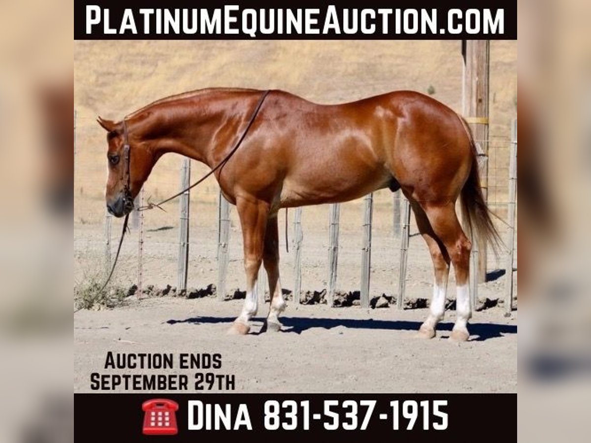 American Quarter Horse Castrone 9 Anni 155 cm Sauro scuro in Paicines CA