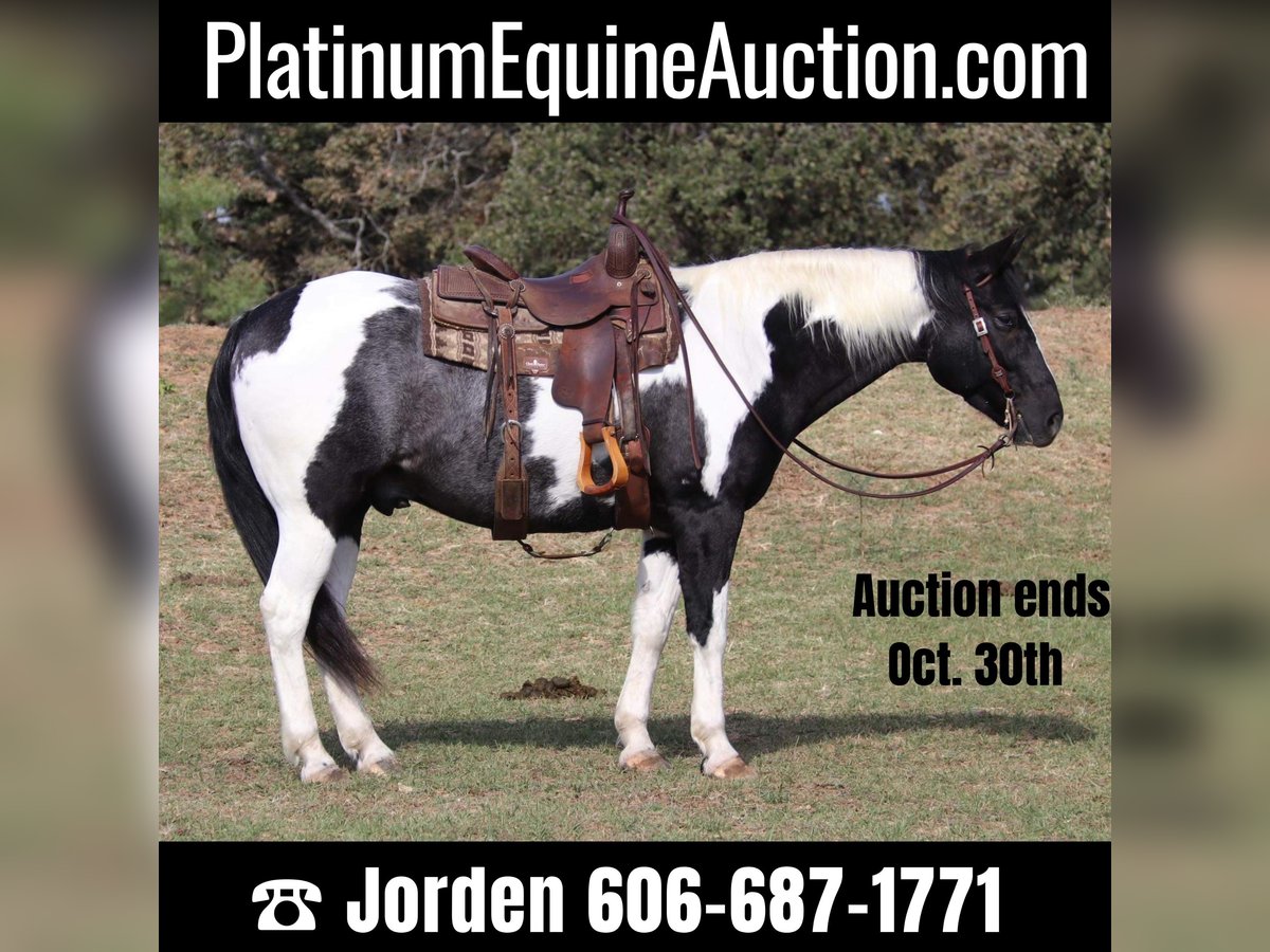 American Quarter Horse Castrone 9 Anni 155 cm Tobiano-tutti i colori in Cleburne tx