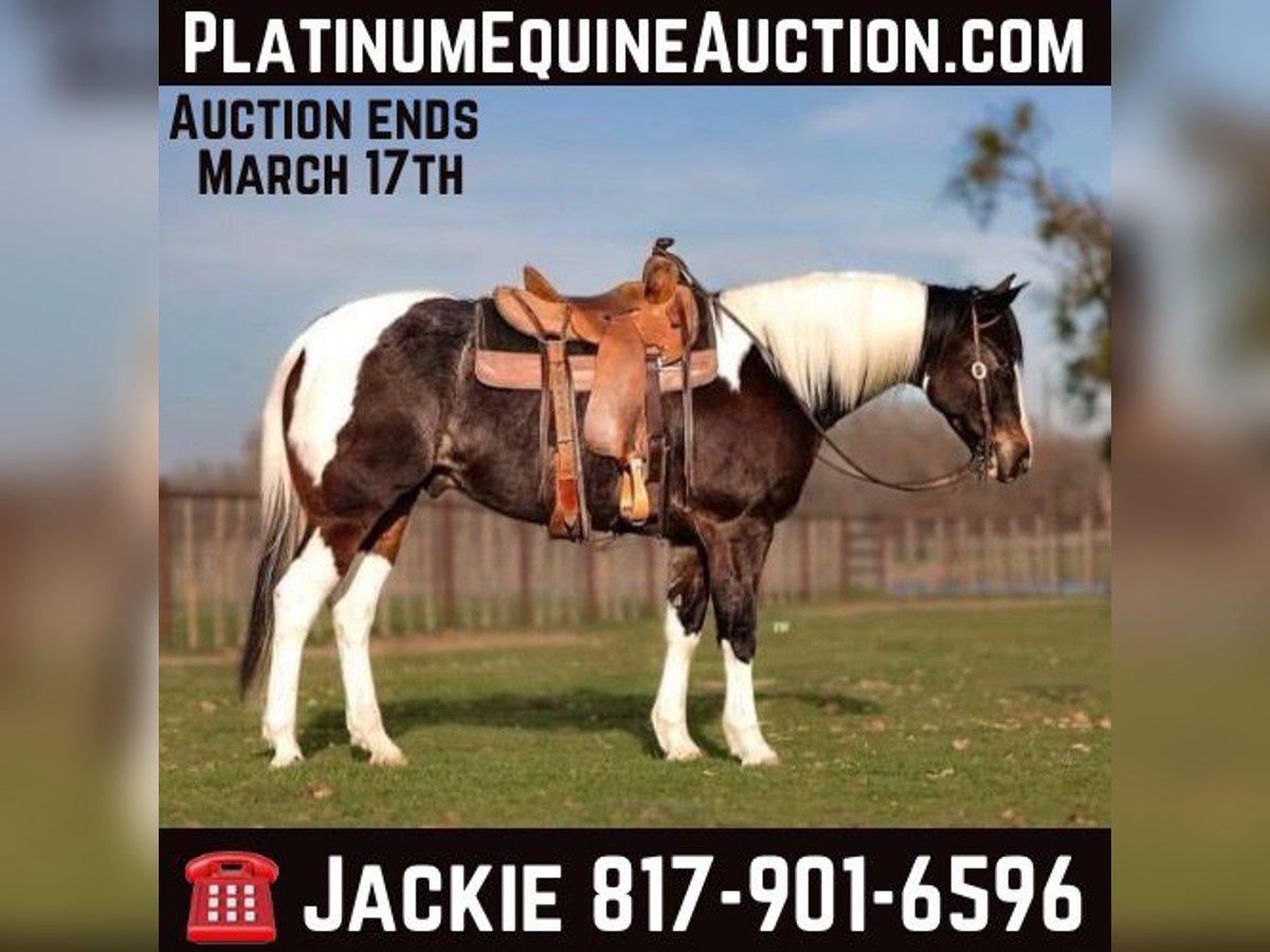 American Quarter Horse Castrone 9 Anni 155 cm Tobiano-tutti i colori in Weatherford TX