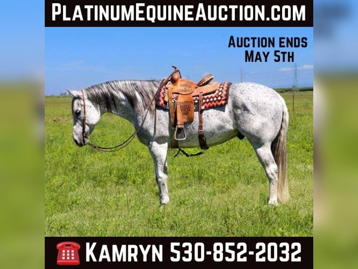 American Quarter Horse Castrone 9 Anni 157 cm Grigio in Pleasant Grove CA