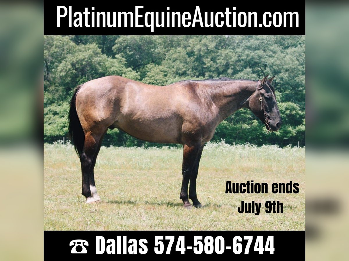 American Quarter Horse Castrone 9 Anni 157 cm Grullo in North Judson IN