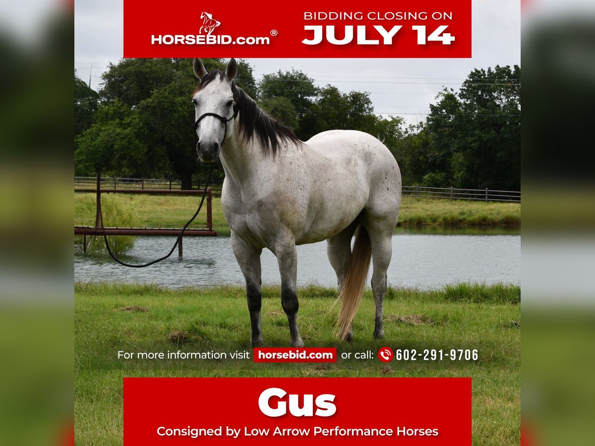 American Quarter Horse Castrone 9 Anni 160 cm Grigio in Stephenville, TX