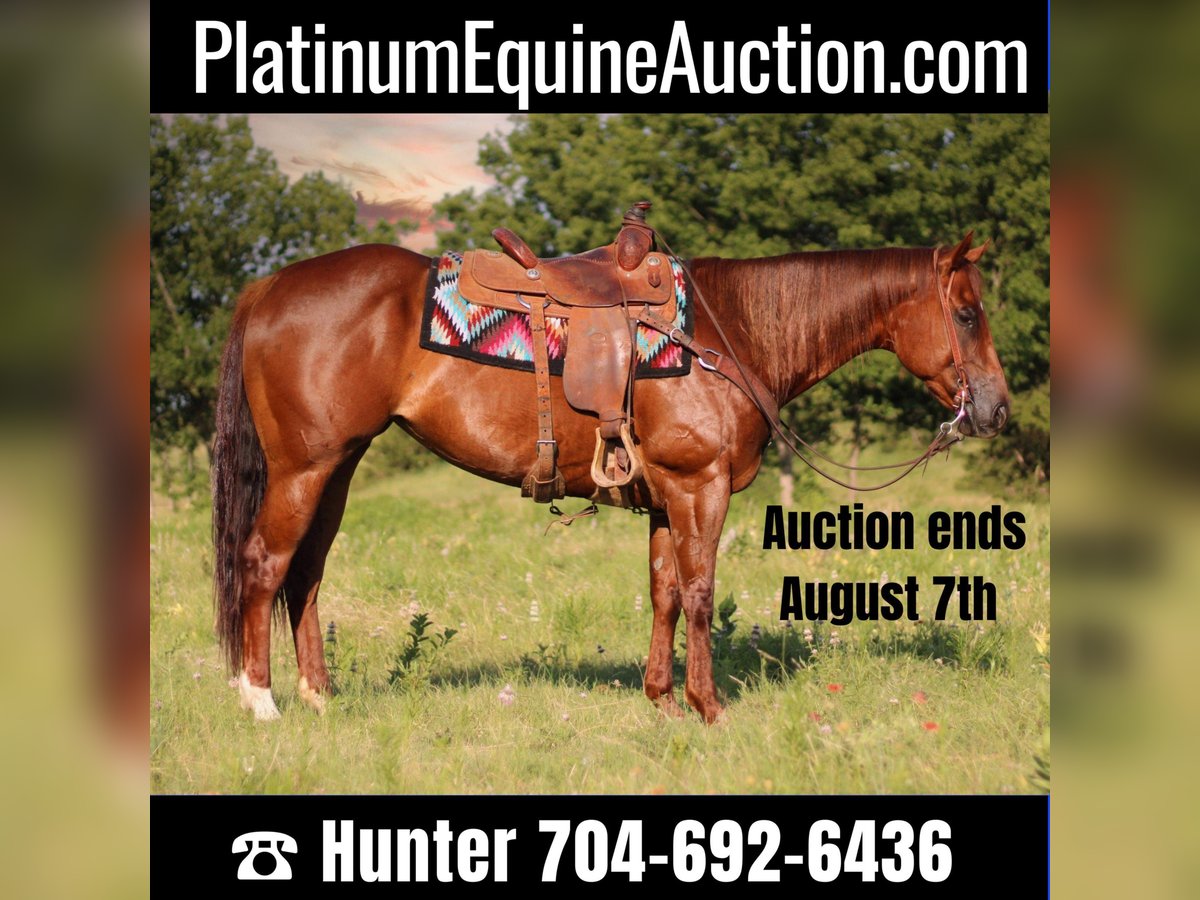 American Quarter Horse Castrone 9 Anni 160 cm Roano rosso in Madill Ok