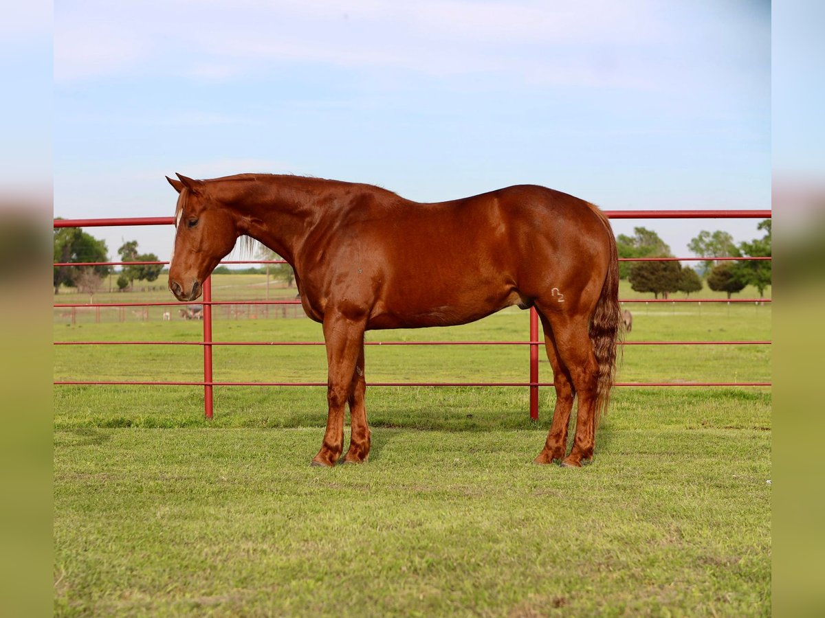 American Quarter Horse Castrone 9 Anni 160 cm Sauro ciliegia in Grand Saline, TX