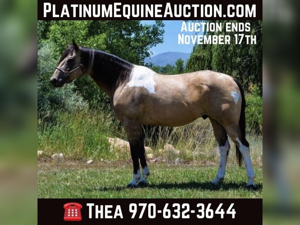 American Quarter Horse Castrone 9 Anni 163 cm Pelle di daino in Fort Collins CO