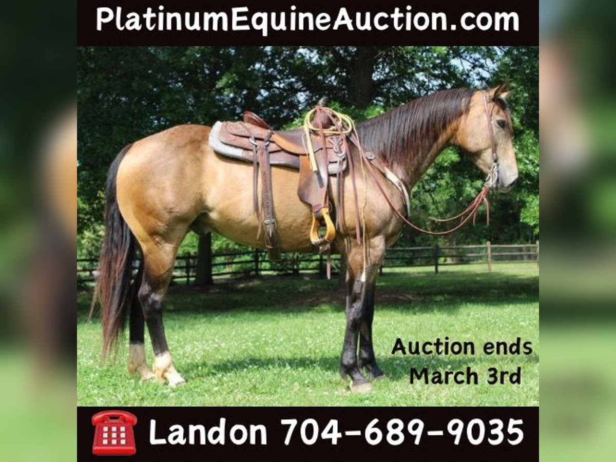 American Quarter Horse Castrone 9 Anni 165 cm Pelle di daino in Cherryville KY