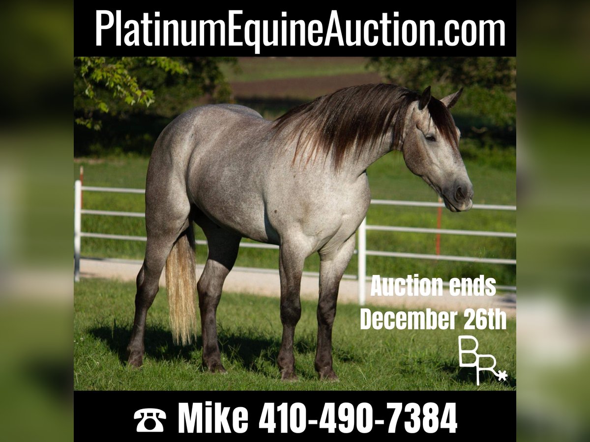 American Quarter Horse Castrone 9 Anni 168 cm Grigio pezzato in Mountain grove mo