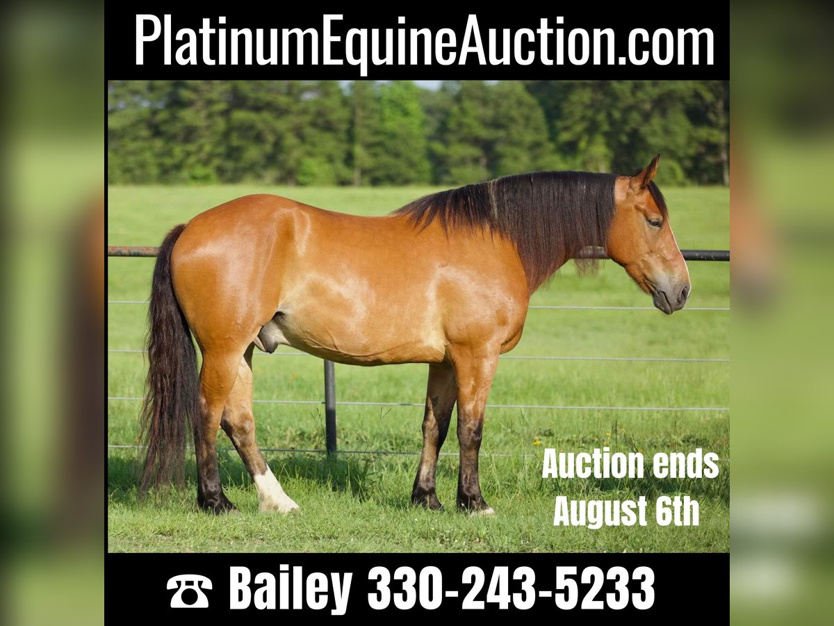 American Quarter Horse Castrone 9 Anni Falbo in Huntsville TX