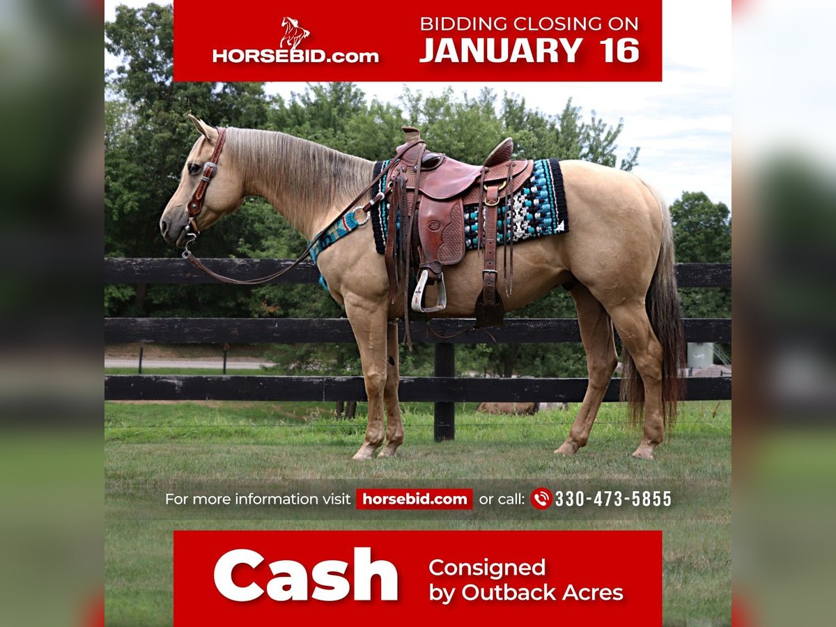 American Quarter Horse Castrone 9 Anni Palomino in Dundee, OH