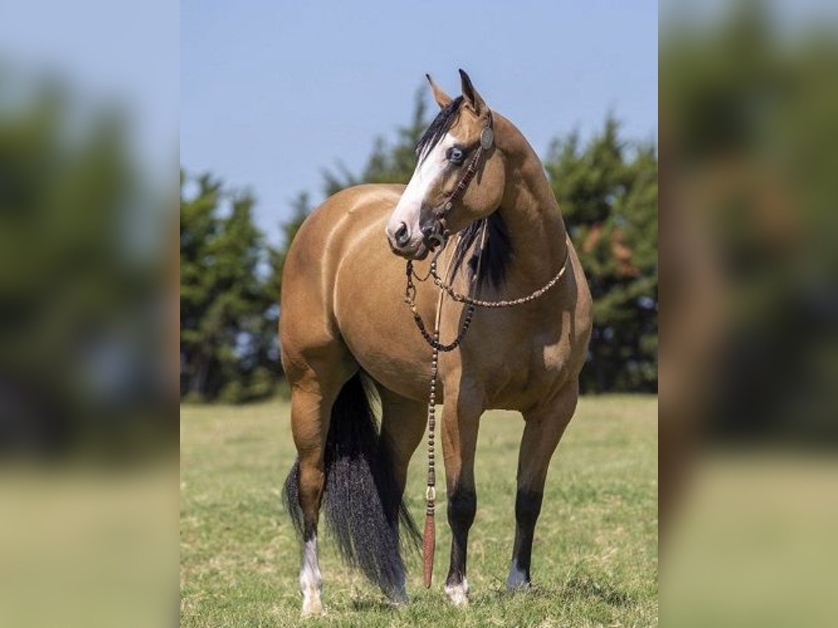 American Quarter Horse Castrone 9 Anni Pelle di daino in Dunbarton