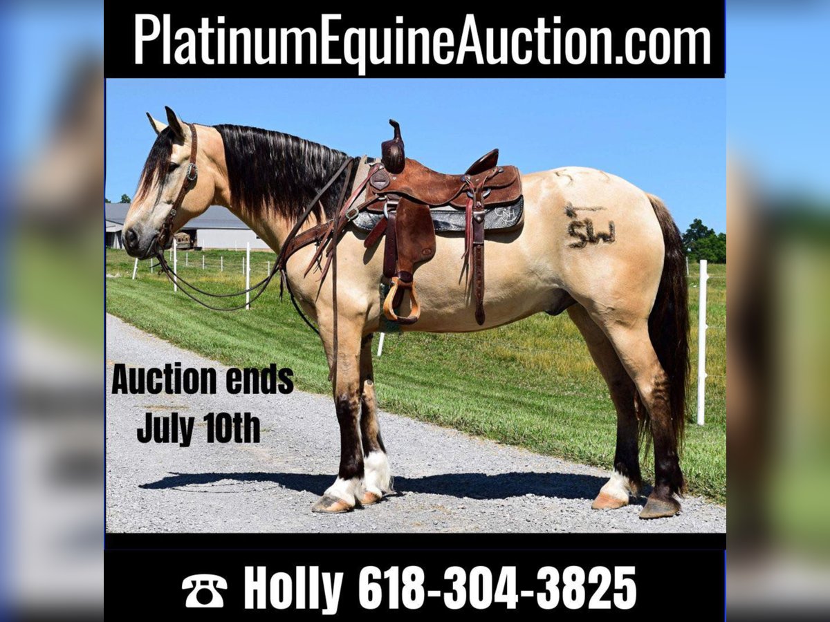 American Quarter Horse Castrone 9 Anni Pelle di daino in GreenVille KY