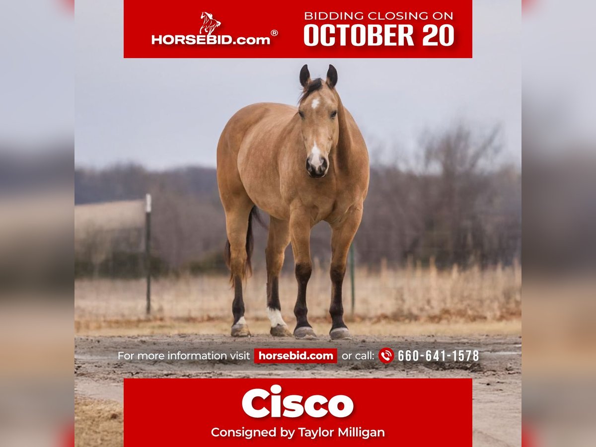 American Quarter Horse Castrone 9 Anni Pelle di daino in Bogard
