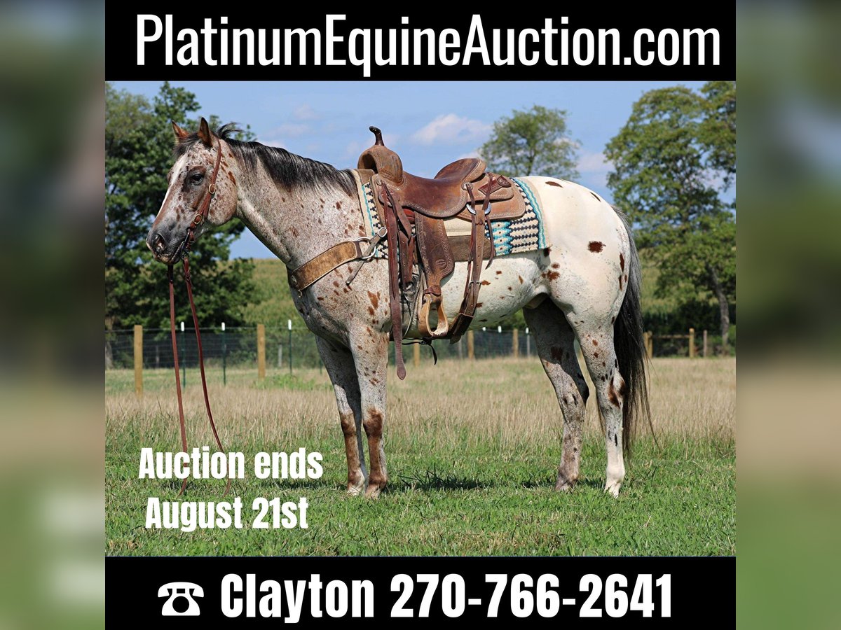 American Quarter Horse Castrone 9 Anni Sauro ciliegia in Sonara Ky