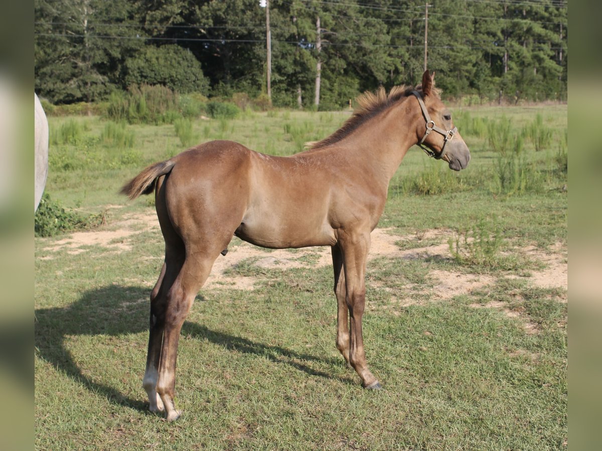 American Quarter Horse Castrone Puledri (05/2024) 152 cm Grigio in Poplarville