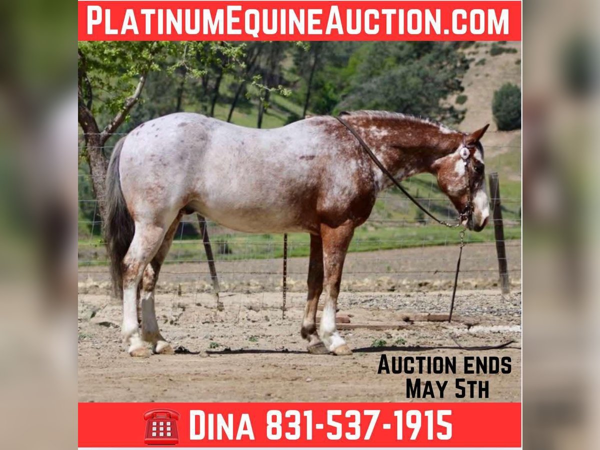 American Quarter Horse Gelding 10 years 14,1 hh Roan-Bay in Paicines CA