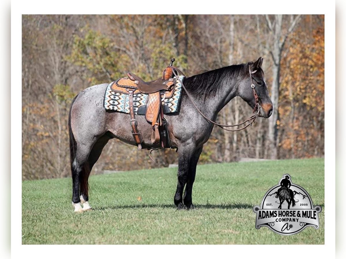 American Quarter Horse Gelding 10 years 14,1 hh Roan-Blue in Mount Vernon