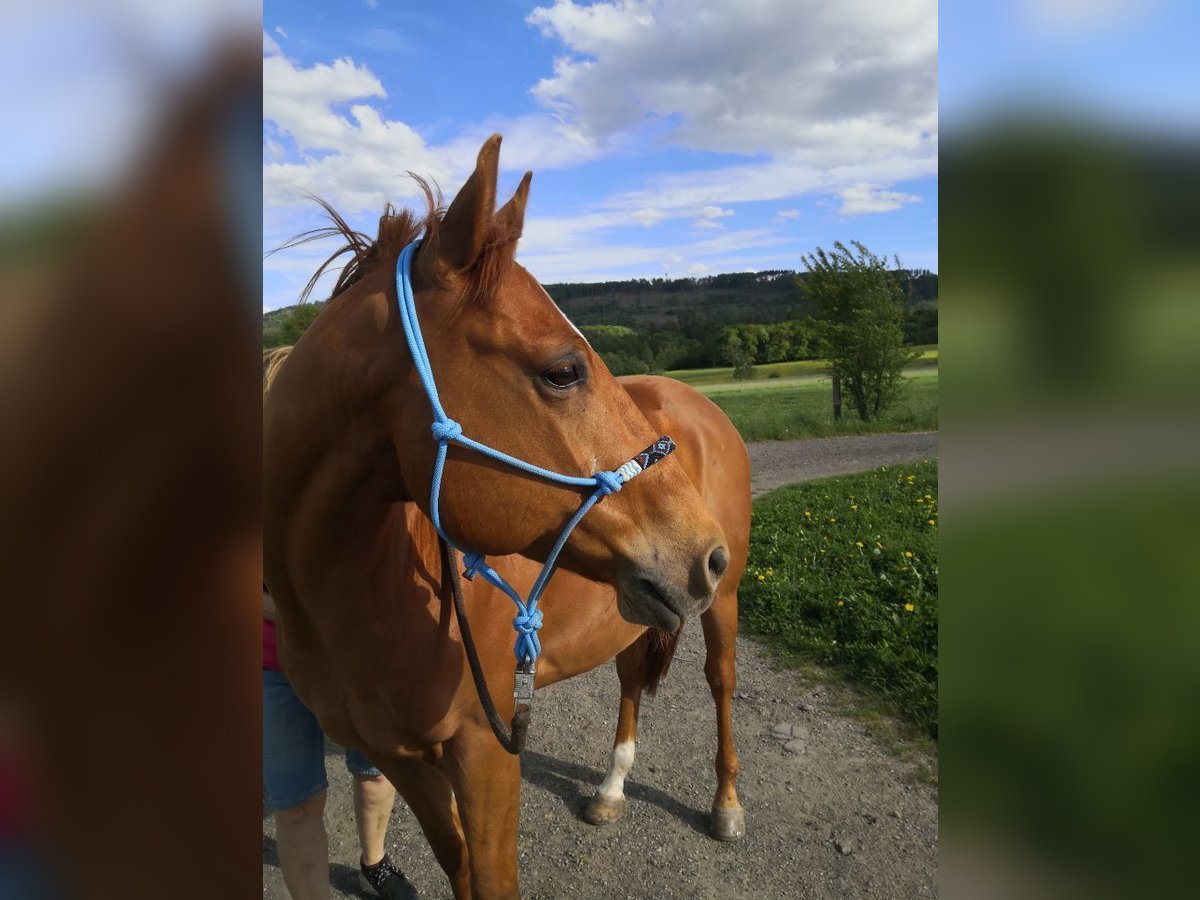 American Quarter Horse Gelding 10 years 14,2 hh in Neu-Anspach