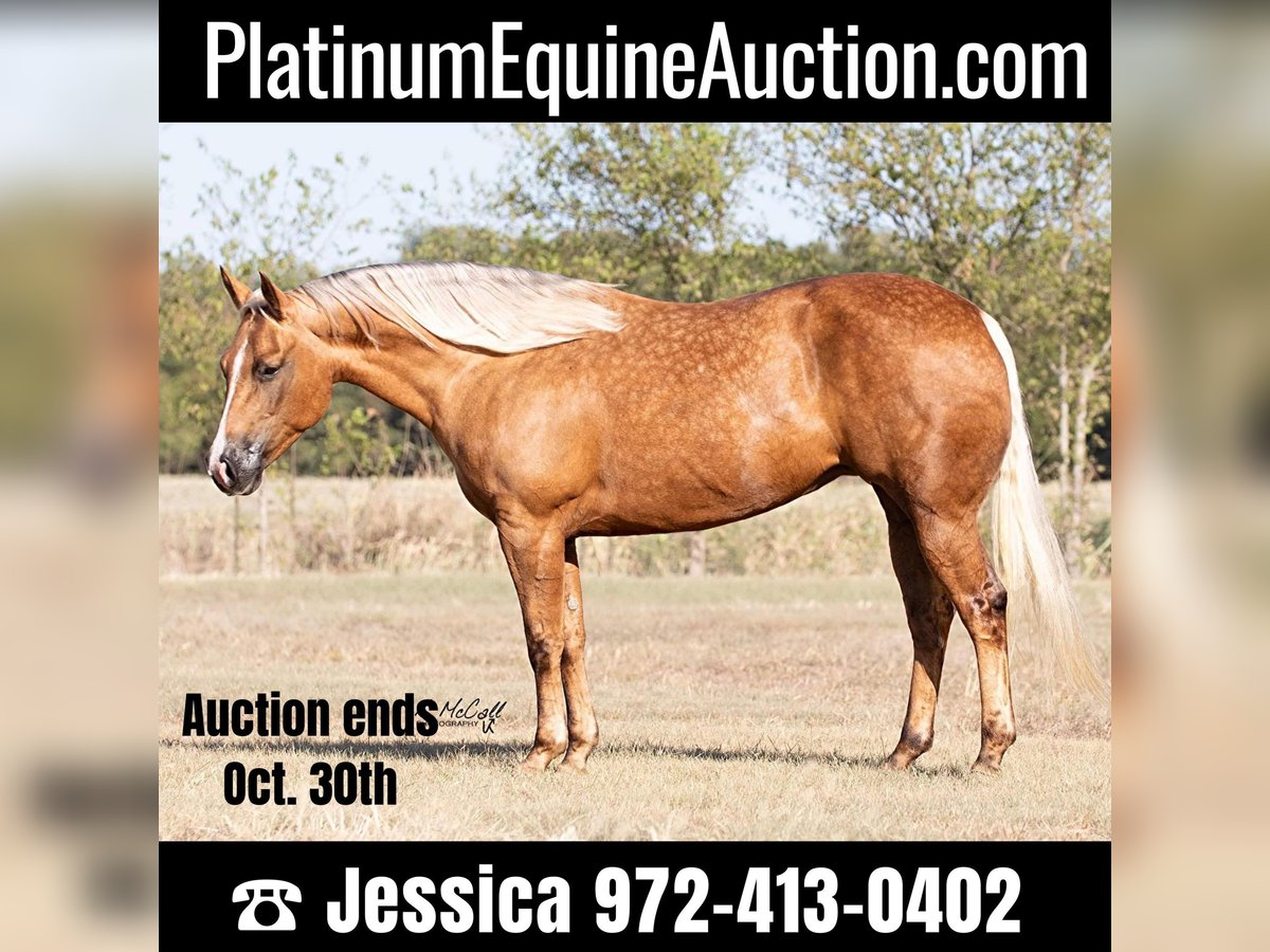 American Quarter Horse Gelding 10 years 14,2 hh Palomino in Ravenna, TX
