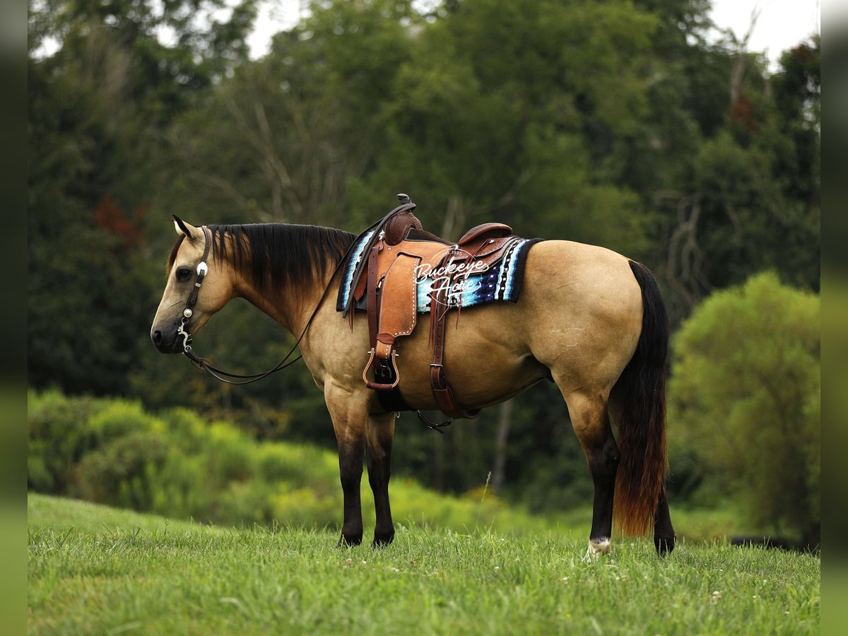 American Quarter Horse Gelding 10 years 14,3 hh Buckskin in Millersburg