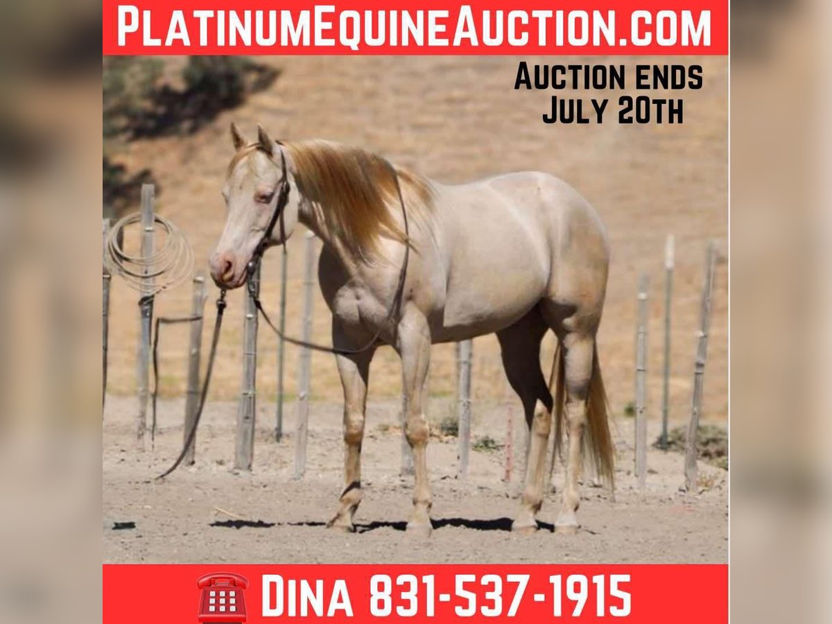 American Quarter Horse Gelding 10 years 14,3 hh Cremello in Paicines CA