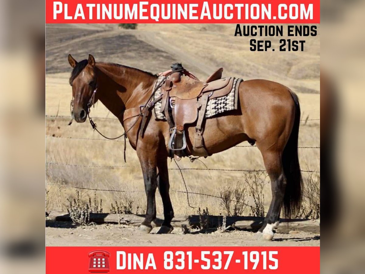 American Quarter Horse Gelding 10 years 14,3 hh Dun in Paicines CA