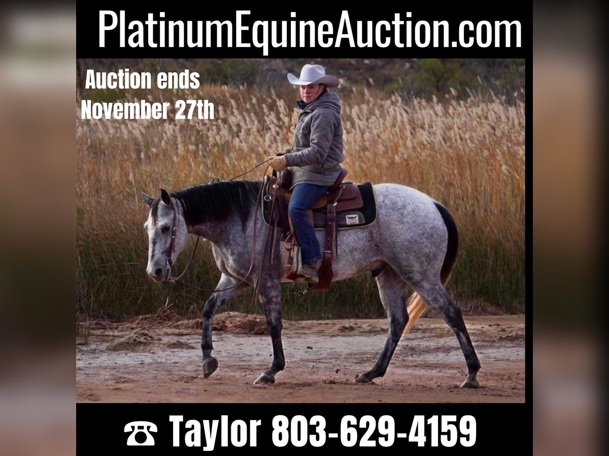 American Quarter Horse Gelding 10 years 14,3 hh Gray-Dapple in Canyon TX