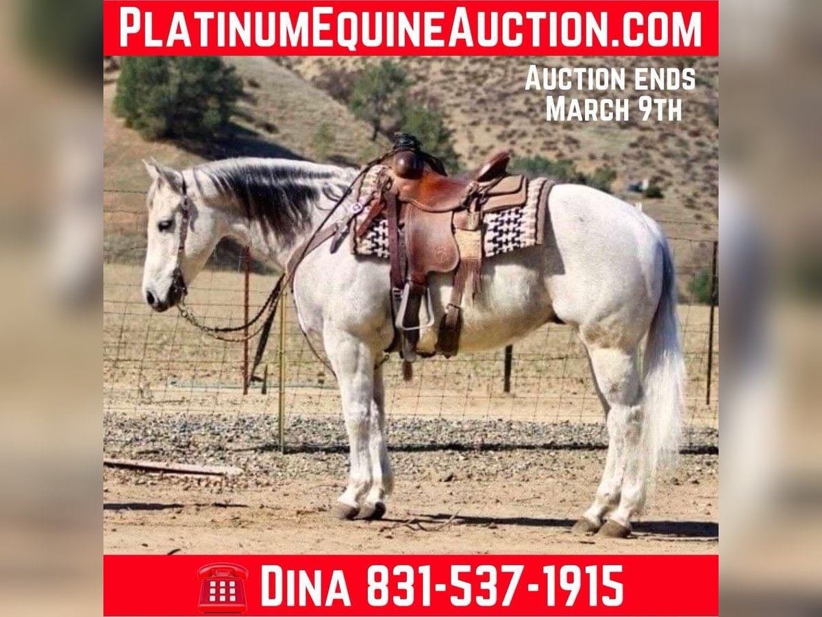 American Quarter Horse Gelding 10 years 14,3 hh Grey-Dapple in Paicines CA